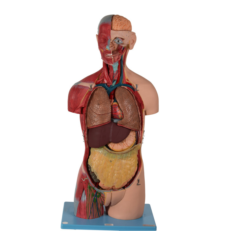 内部器官が付いている解剖モデル20部のSexless胴の