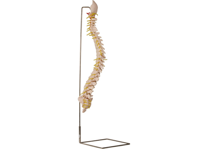 ステンレス鋼のホールダーが付いている70cmの脊椎の骨組モデル