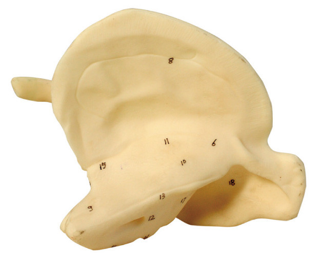 救急処置のコースの訓練のための側頭骨の人間の解剖モデル