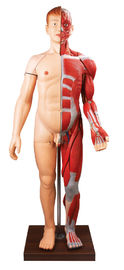人体 28 部は人間の解剖学モデル手の絵画色を押し進ませます