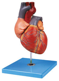 手塗りの大人の中心の人間の解剖学モデルは大動脈アーチ、アトリウム、心室を示します