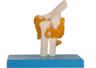 教育の訓練の人間の解剖学モデル肘の共同情報通の膝のフィート靭帯と