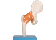 教育の訓練の人間の解剖学モデル肘の共同情報通の膝のフィート靭帯と