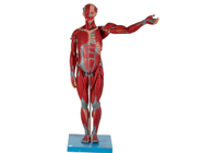 内臓が付いている重く、高い男性の解剖筋肉モデル ポリ塩化ビニール
