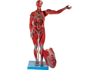 衛生学校の訓練のための男性の内臓人間筋肉解剖学モデル ポリ塩化ビニール