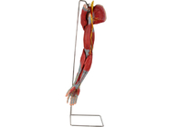 腕ポリ塩化ビニールの主要な容器の神経を搭載する人間の解剖学モデル