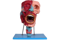 鼻の口頭咽頭の喉頭Cacitiesを搭載する人間の解剖ヘッド モデル
