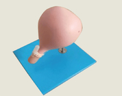 Cerclageの訓練のための割礼の頚部モデル婦人科のシミュレーター