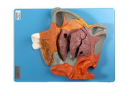 拡大された訓練のための中央の矢状人間の解剖学モデル鼻腔セクション