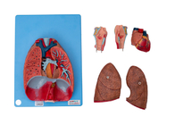 人間の解剖学の喉頭、中心、肺、訓練のための血管