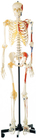 プロモーション人間の骨格片面塗装筋肉人体解剖モデル