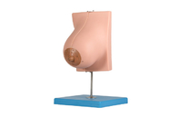 衛生学校の訓練のための2部が付いている授乳期の乳腺モデル