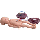 医学配達現実的な出産のシミュレーターの出産の教育モデル