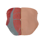 皮膚色のSexless胴の内部の構造が付いている人間の解剖学モデル