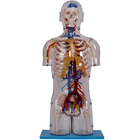 透明な胴の神経および管構造が付いている人間の解剖学モデル