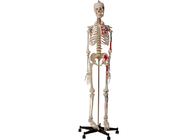 筋肉および靭帯が付いている大学解剖人間の骨組