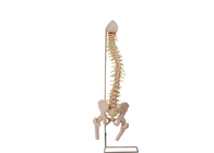 解剖構造の訓練のための大腿部の頭部ポリ塩化ビニールの脊柱の皮膚色