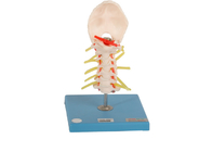 靭帯との訓練の脊椎の解剖モデル皮膚色