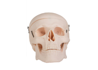 現実的な大人の頭骨の大学訓練のための人間の解剖学モデル