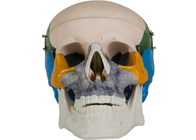 着色の解剖学ポリ塩化ビニールの大人の頭骨の骨のモデル スクールの訓練