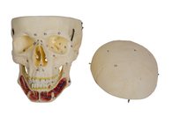 頭蓋の湾曲は訓練のための人間の頭骨モデルを着色した