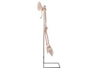 Realiscticの腕の部品の鎖骨の人間の解剖学モデルISO 45001
