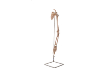 Realiscticの腕の部品の鎖骨の人間の解剖学モデルISO 45001