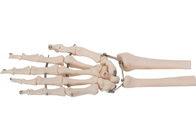 ポリ塩化ビニールの医学の訓練のための物質的な人間の手骨モデル3D