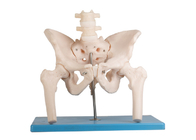 腰神経脊柱の立場が付いている大腿部の人間の解剖学モデル