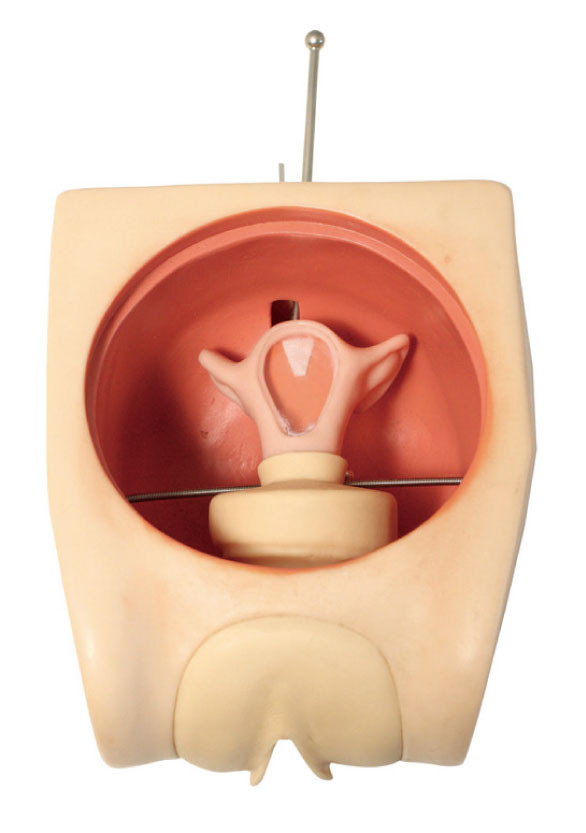 正確な解剖子宮の婦人科のシミュレーターの女性の避妊の技能訓練モデル