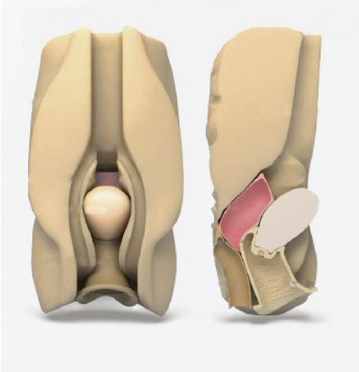 女性の腹部の内臓器官の腟の ダグラス窩穿刺術 の 腹腔鏡の シミュレーター