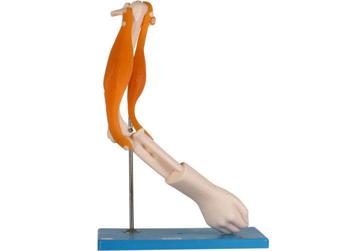 機能筋肉学校の訓練のための解剖肘の関節モデル