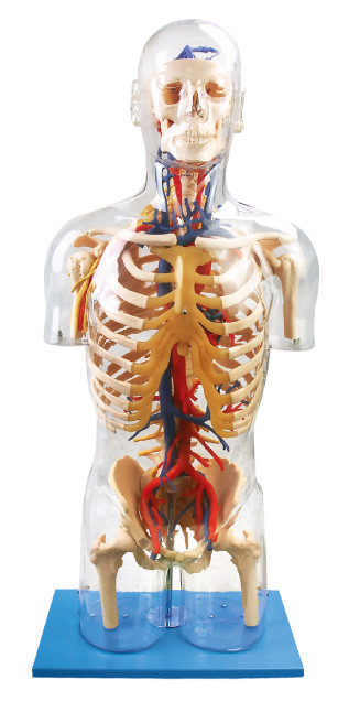 内部 orangs の目に見える人間の解剖学モデル主要な神経および管の教育の人形
