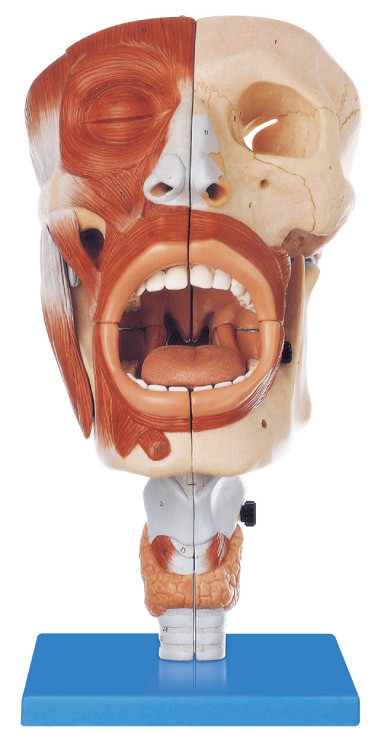 鼻環境の友好的なポリ塩化ビニールの人間の解剖学モデルは口頭 113 位置訓練モデルを表示しました