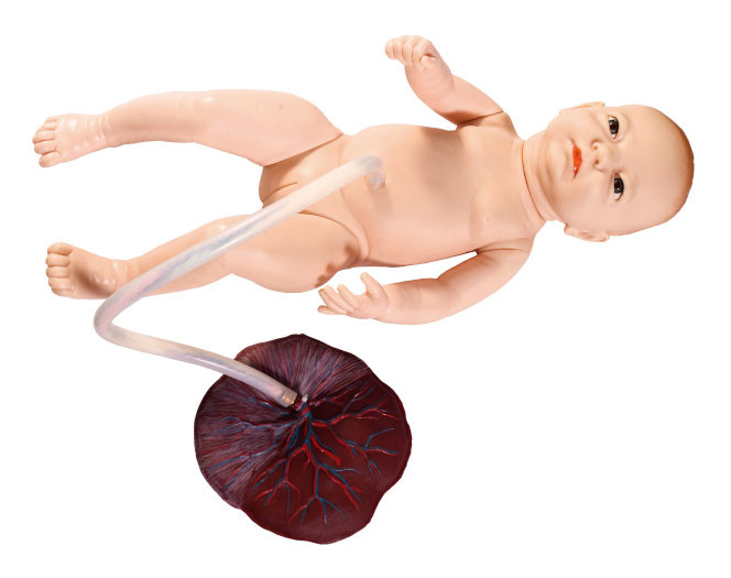 胎児モデルを訓練している臍の緒の看護のシミュレーションを用いる小さいメスの新生児