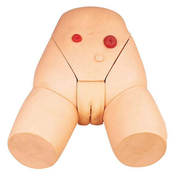 高度の看護の人体摸型、訓練のための女性の 尿道の カテーテル法のシミュレーター