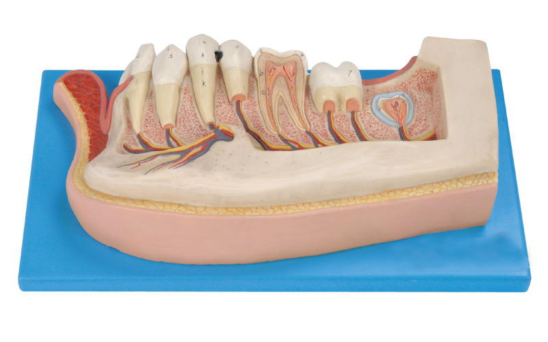 人間の歯は子供についてのあごの永久的な歯の、21 の位置表示されます模倣します