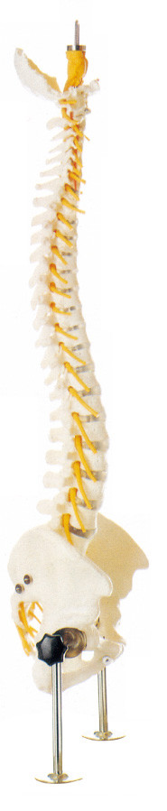 医学の訓練のための現実的な脊柱の人間の解剖学モデル