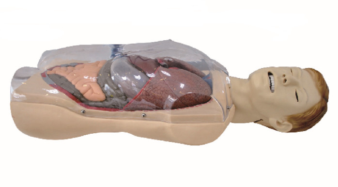 Sengstaken - Blakemore の管の訓練の看護の人体摸型、ヘルスケアのシミュレーションの訓練