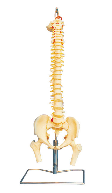 骨盤の大学教育のための人間の解剖学モデルが付いている高度ポリ塩化ビニールの脊柱