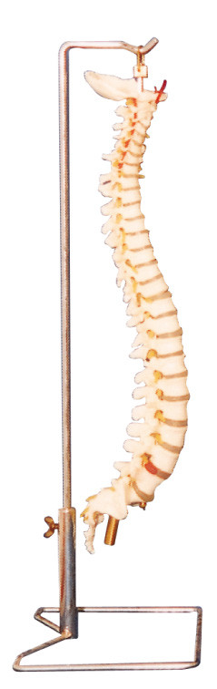 ステンレス鋼のホールダーの人間の解剖学モデル教育用具が付いている脊柱