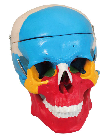 多彩な頭骨の分離の人間の解剖学モデル 2 は訓練の人形を分けます