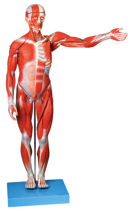 男性の人間の解剖学モデルの筋肉 18 部ショーの ligments