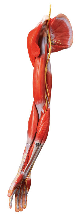 腕の人間の解剖学の筋肉は主要な容器および神経によって模倣します