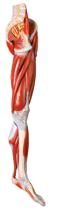足の人間の解剖学の 10 部筋肉は主要な容器および神経によって模倣します