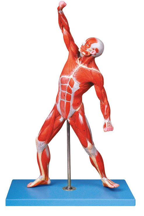 男性の解剖学モデル 69 位置の筋肉は traing モデルを表示します