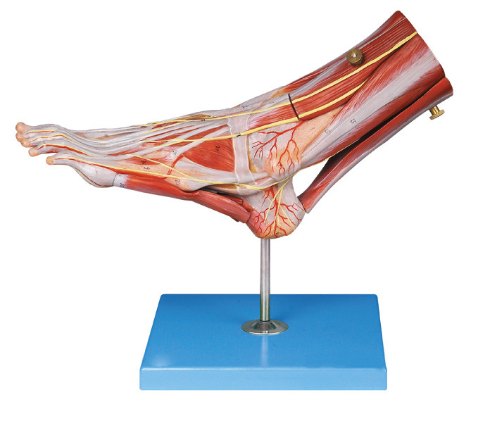 フィートの人間の解剖学の筋肉は主要な容器によって模倣し、解剖学の構造のための神経は示します