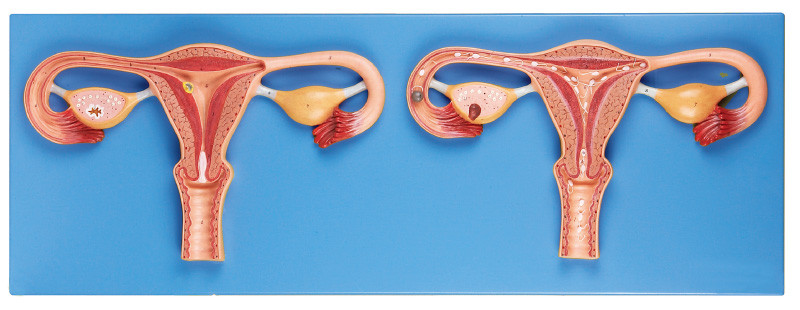 受精のプロセス シミュレーターの stander が付いている人間の解剖学モデル