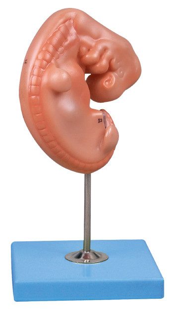 4 週の古い胚の人間の解剖学モデルは立場に取付けました