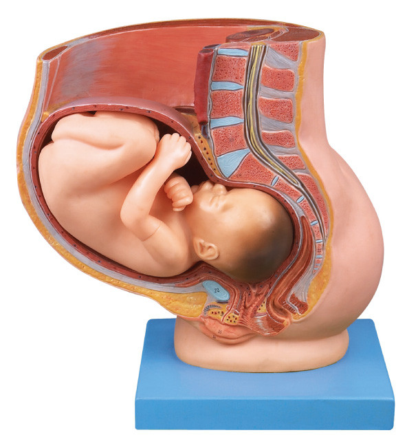 医学の教育のための第 9 月の妊娠の人間の解剖学モデルの子宮を搭載する骨盤